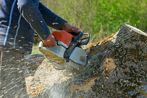 How Our Tree Care Process Works  in  Callaway, FL